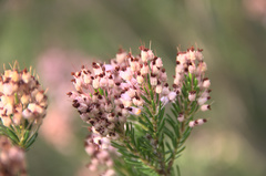 Erica multiflora