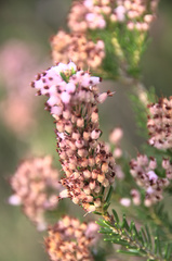 Erica multiflora