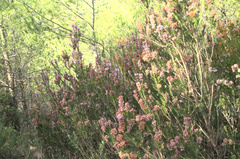 Erica multiflora