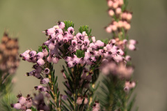 Erica multiflora