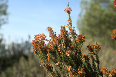 Erica multiflora