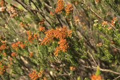 Erica multiflora
