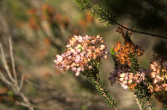 Erica multiflora
