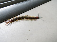 Scolopendra morsitans