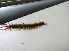 Scolopendra morsitans