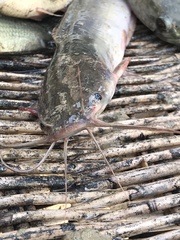 Clarias batrachus