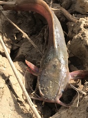 Clarias batrachus