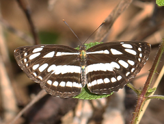 Neptis hylas varmona