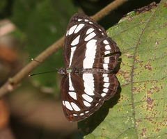 Neptis hylas varmona