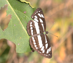 Neptis hylas varmona