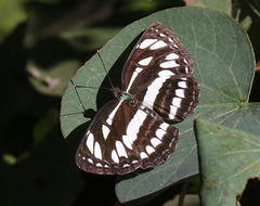 Neptis hylas varmona