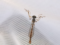 Leptogaster subtilis