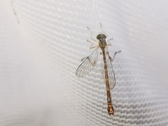 Leptogaster subtilis
