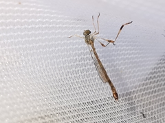 Leptogaster subtilis