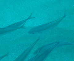 Selar crumenophthalmus