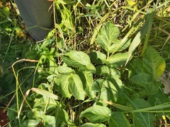 Ostericum palustre