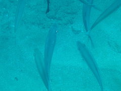 Selar crumenophthalmus