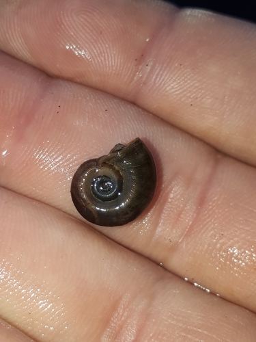 Planorbarius metidjensis