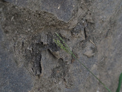Digitaria mollicoma