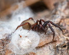 Plectreurys conifera