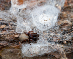 Plectreurys conifera