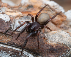 Plectreurys conifera