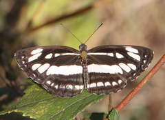 Neptis hylas varmona