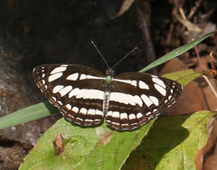 Neptis hylas varmona
