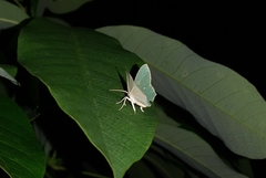 Cyclothea disjuncta
