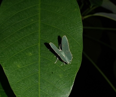Cyclothea disjuncta