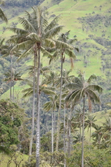Ceroxylon quindiuense