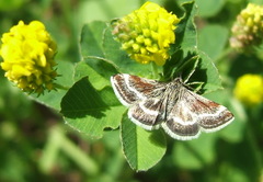 Atralata albofascialis