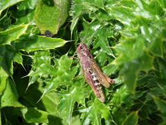 Gomphocerus sibiricus sibiricus