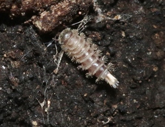Polyxenus lagurus