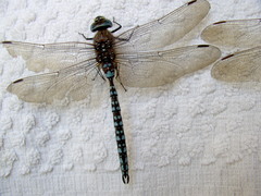 Aeshna caerulea