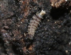 Polyxenus lagurus