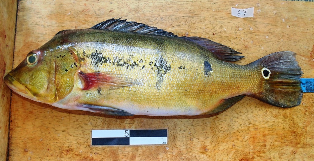Red Peacock Bass
