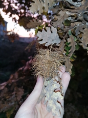 Andricus caputmedusae