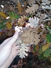 Andricus caputmedusae