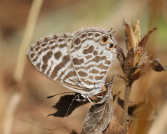 Leptotes plinius plinius