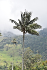 Ceroxylon quindiuense