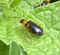 Phyllobrotica quadrimaculata