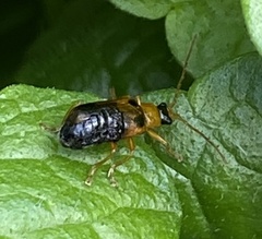 Phyllobrotica quadrimaculata