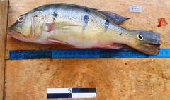 Cichla mirianae
