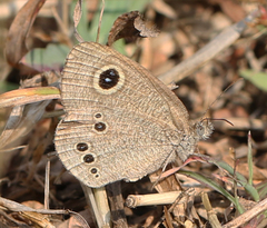 Ypthima baldus madrasa