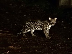 Leopardus pardalis mitis