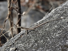 Tropidurus semitaeniatus