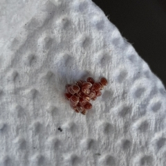 Brachurapteryx tesserata