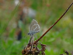 Aricia nicias