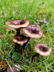 Pseudoclitocybe